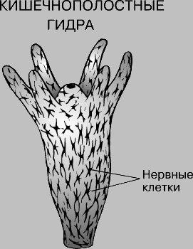 Как купить наркотик в кракен